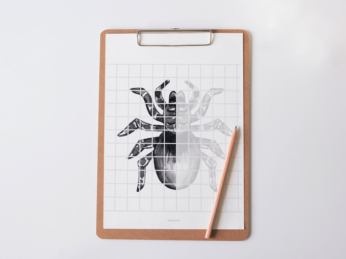 Spiders activity pack Tacucokids