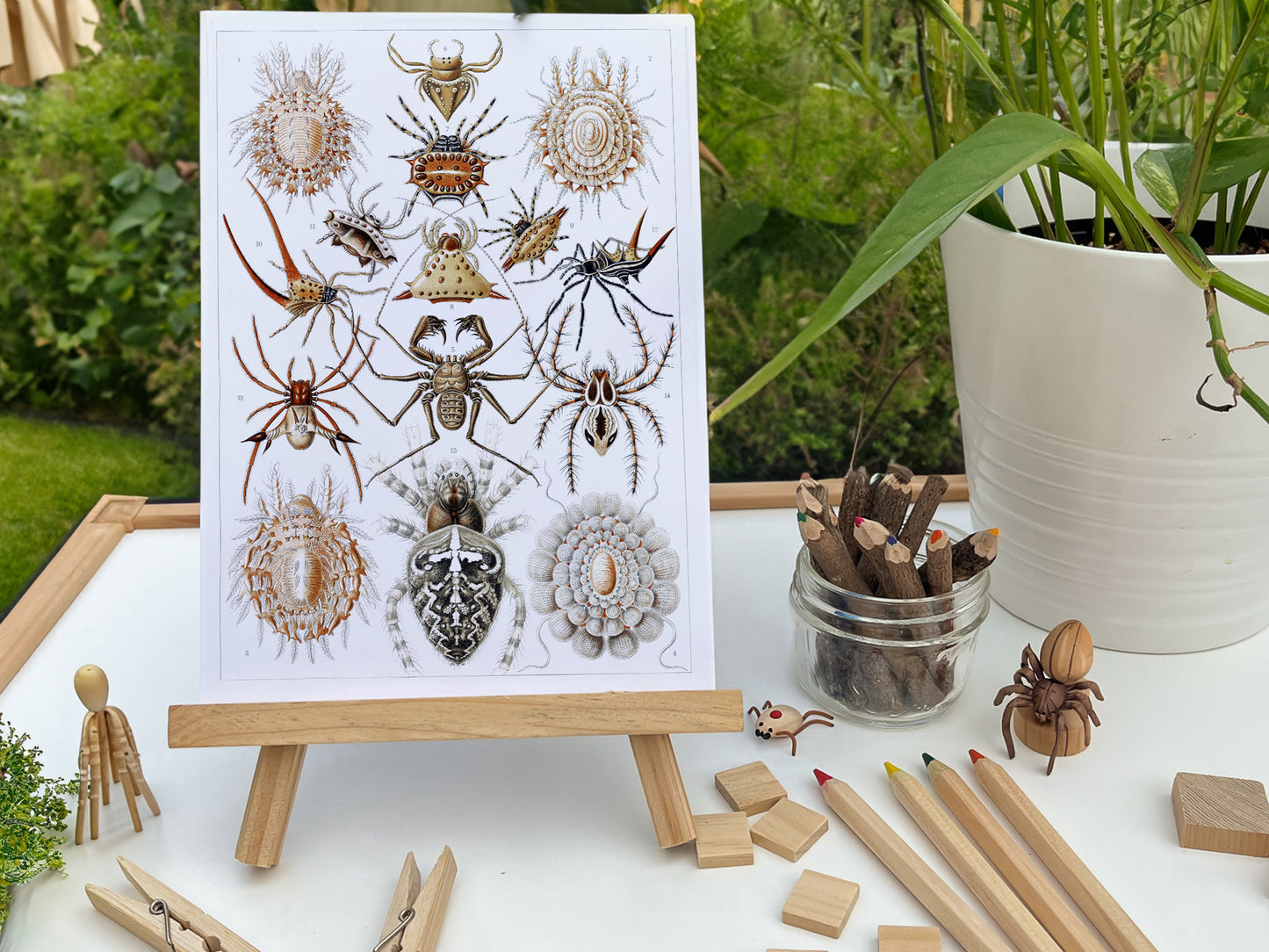 Spiders activity pack Tacucokids