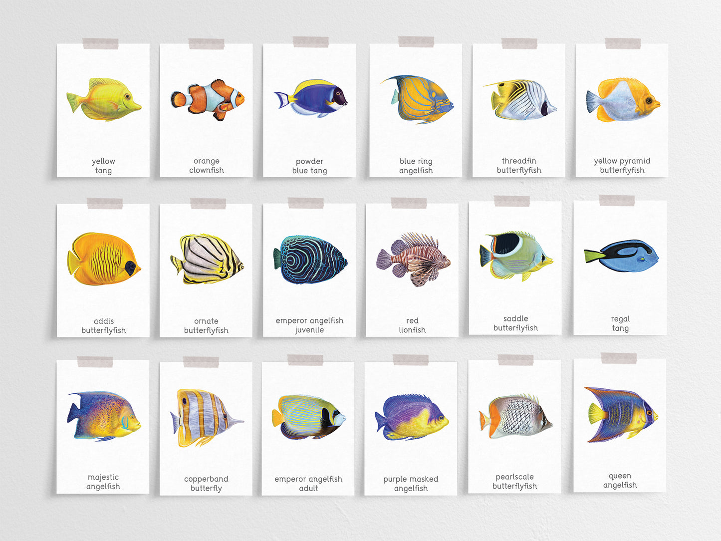 Tropical fish activity pack