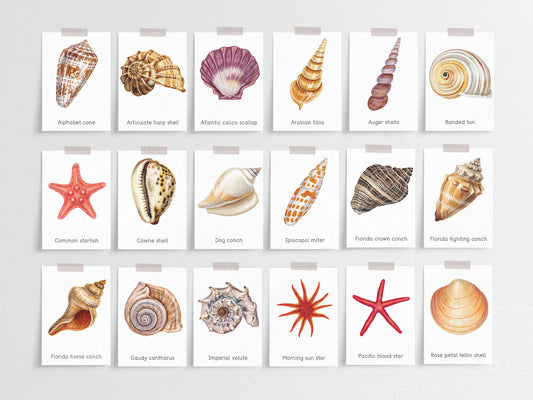 Seashells activity pack