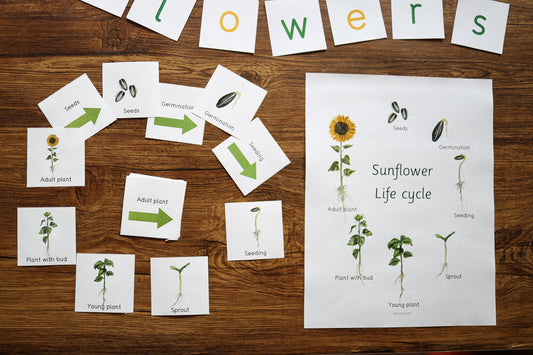 Sunflower unit