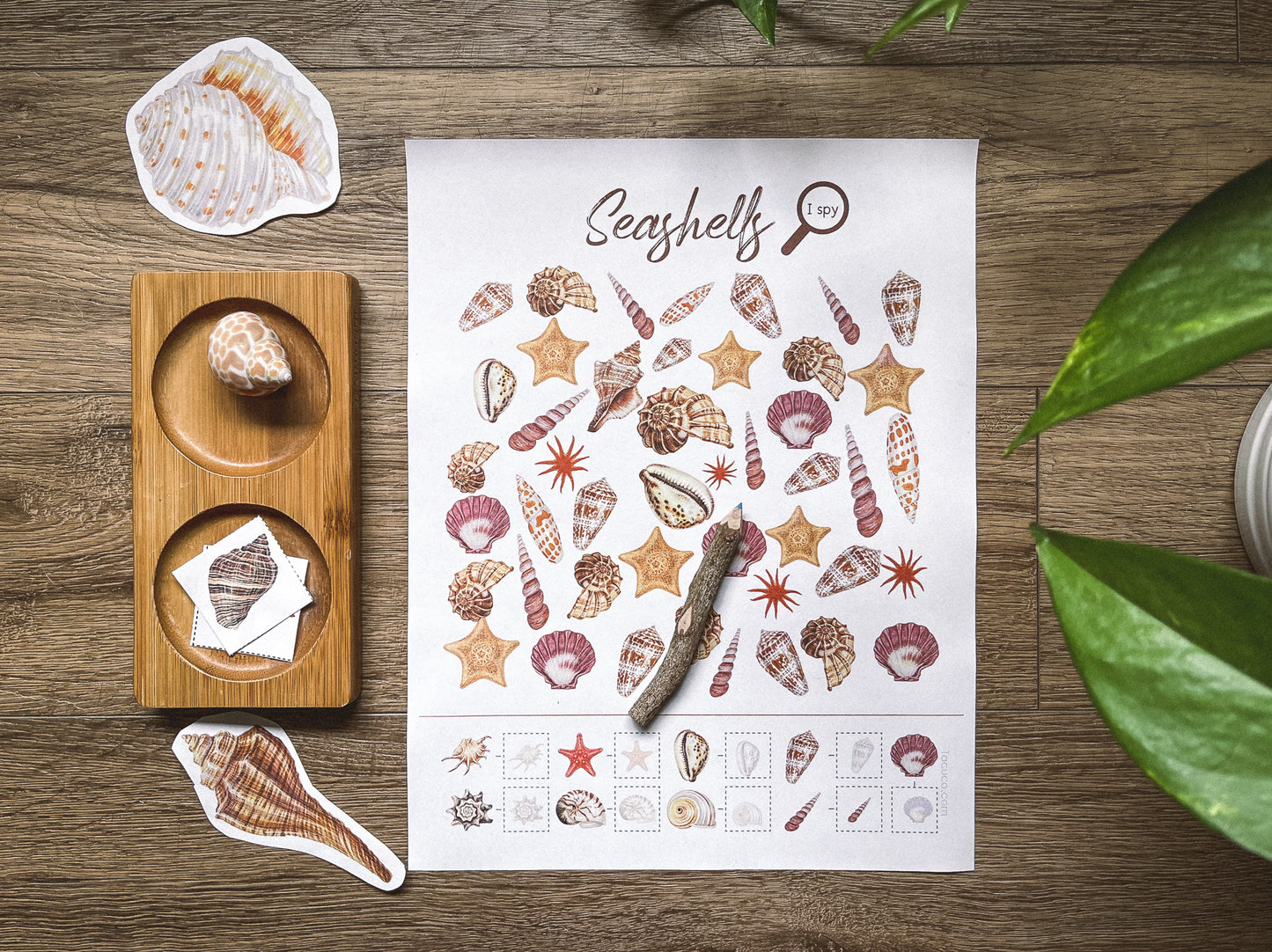 Seashells activity pack Tacucokids