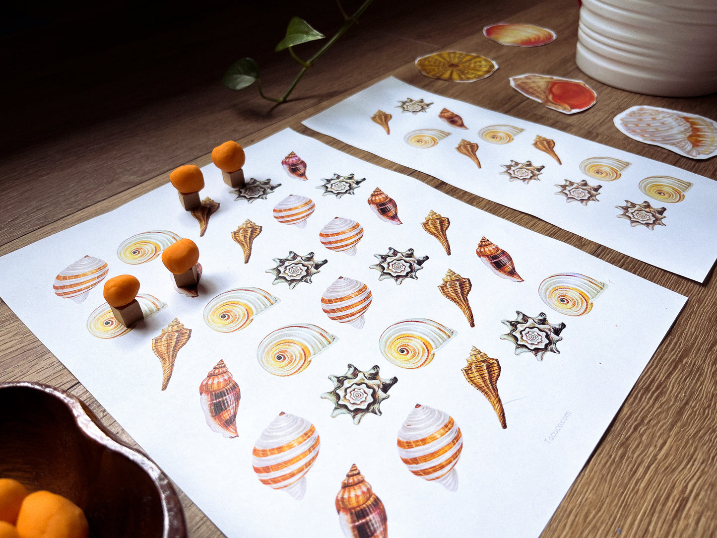 Seashells activity pack Tacucokids