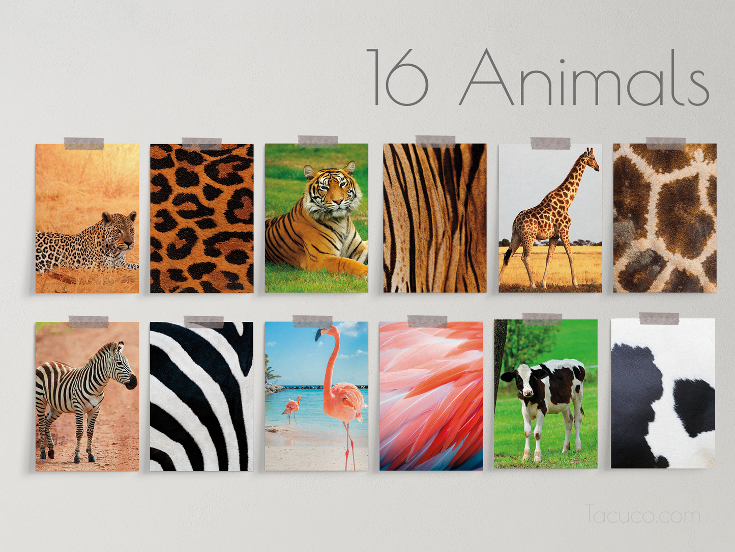 Animal print flashcards Tacucokids