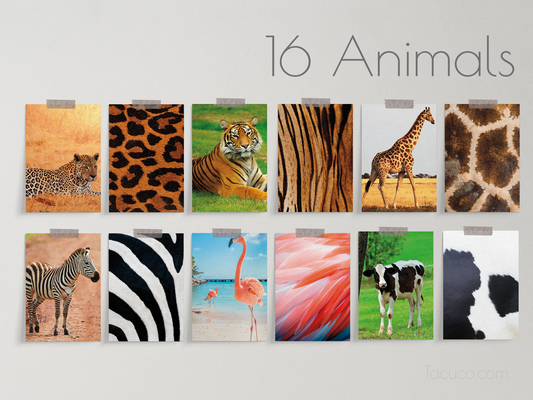 Animal print flashcards