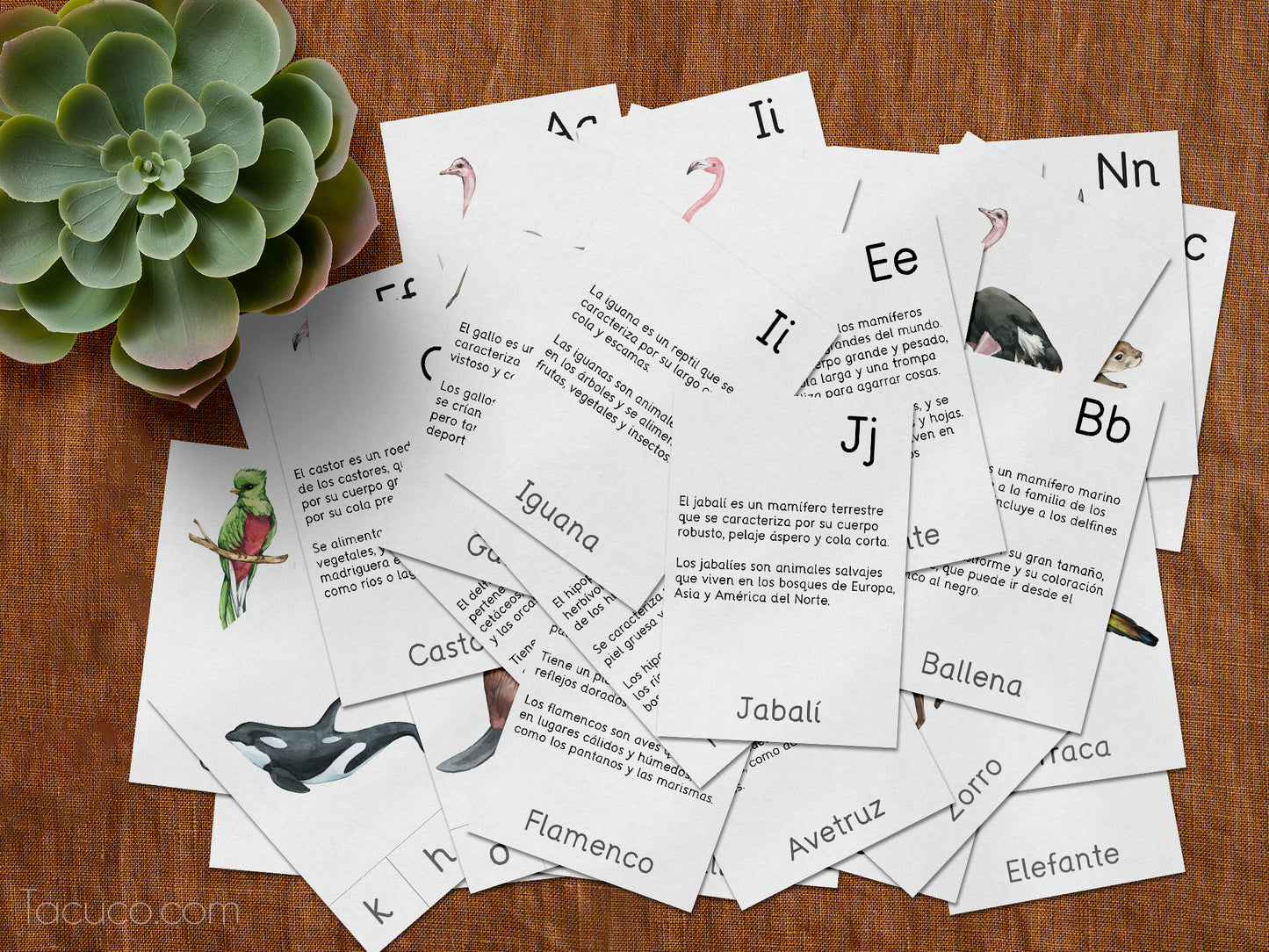 Spanish animal alphabet flashcards Tacucokids